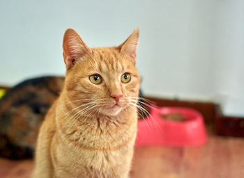 Close-up portrait of a cat at home