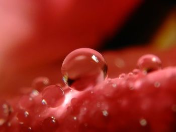 Close-up of water drops on red surface