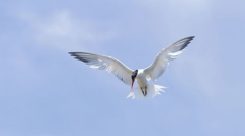 Low angle view of bird flying against clear sky