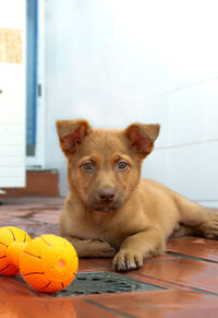 Portrait of dog sitting on floor at home