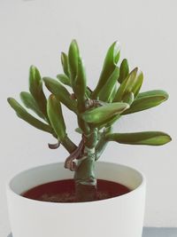 Close-up of succulent plant in pot