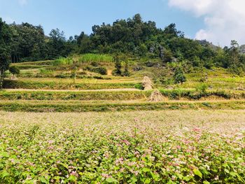 Scenic view of flowering trees on field against sky