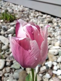 Close-up of pink rose