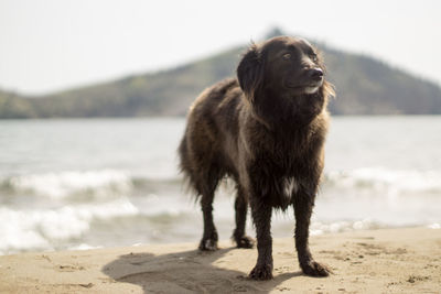 Portrait of a dog on shore