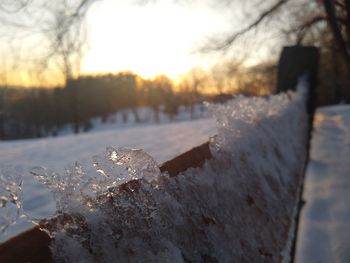 Close-up of frozen plant against sky during winter