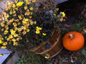 Close-up of flowers in backyard