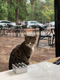 Portrait of cat sitting on table