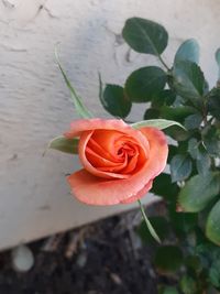 Close-up of red rose on plant