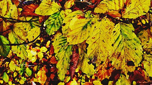 Full frame shot of yellow leaves during autumn