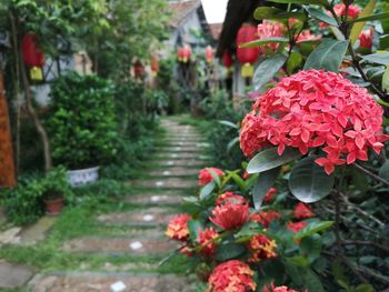 Close-up of red flowering plants in park