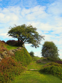 Tree on field against sky