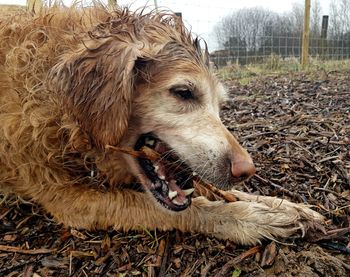 Close-up of dog on field