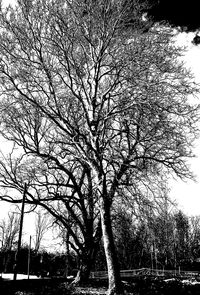 Low angle view of bare trees