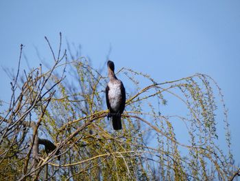 Low angle view of cormorants perching on branch against sky