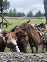 Horses in a field