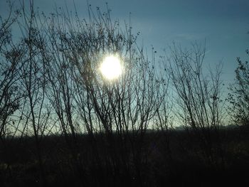 Silhouette plants against sky during sunset