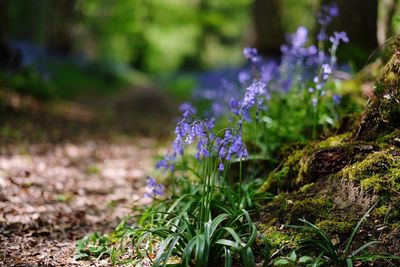 Close-up of purple flowers blooming in field