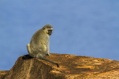 Monkey sitting on rock