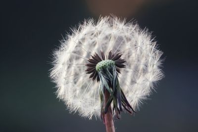 Close-up of dandelion against white background