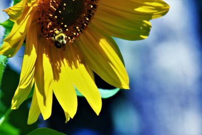 Close-up of yellow flowering plant against sky