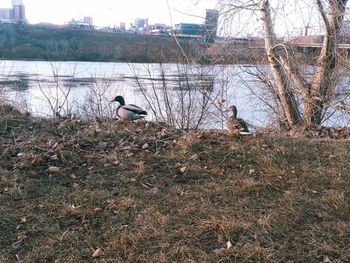 Birds perching on lake against sky