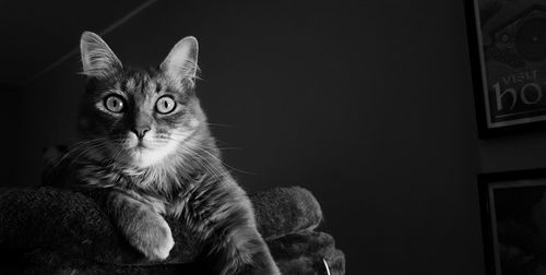 Portrait of cat looking away at home
