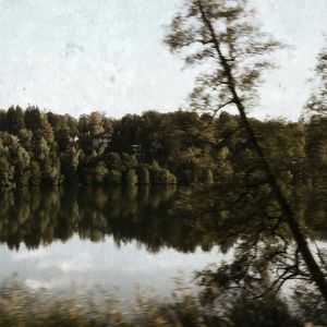 Reflection of trees in water