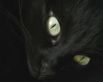 Close-up portrait of black cat