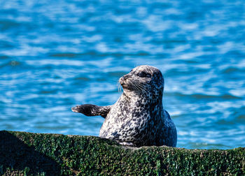 Harbor seal pointing