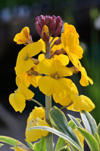 Close-up of yellow flowering plant