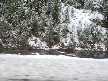 Snow covered trees in forest