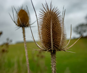 Close-up of dried thistle