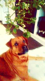 Close-up portrait of dog