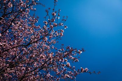 Low angle view of flowers against blue sky