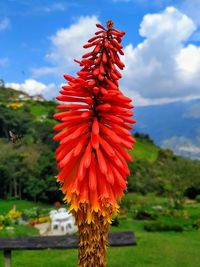 Close-up of red flowering plant against cloudy sky