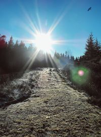 Sun shining through trees