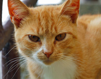 Close-up portrait of a cat