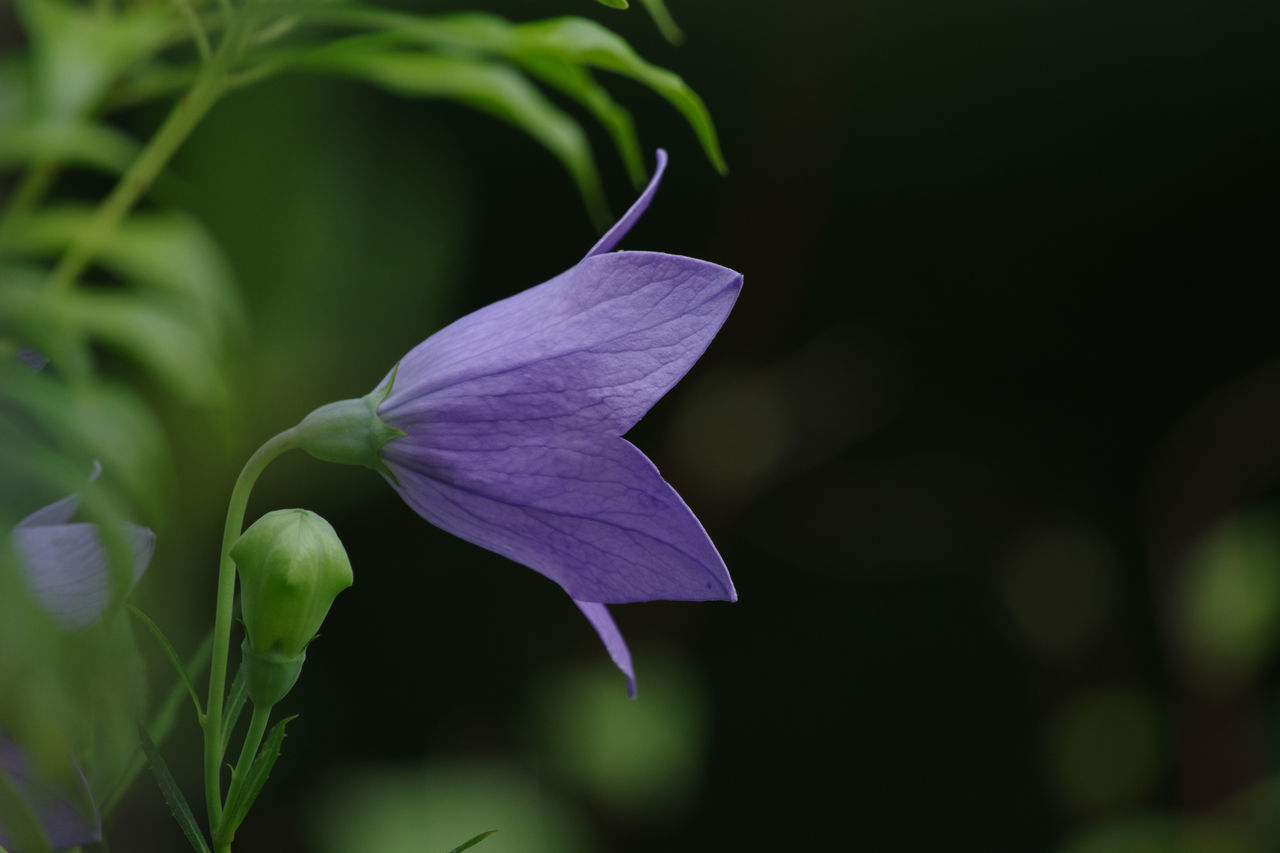 plant, flower, flowering plant, beauty in nature, freshness, green, petal, close-up, nature, growth, fragility, purple, macro photography, plant part, flower head, leaf, inflorescence, no people, focus on foreground, outdoors, botany, wildflower, plant stem, springtime, blossom