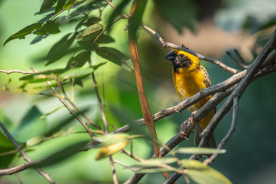 Bird perching on branch