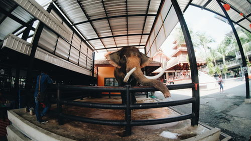 Elephant standing indoors