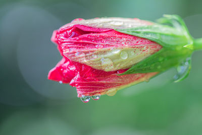 Close-up of raindrops on leaf