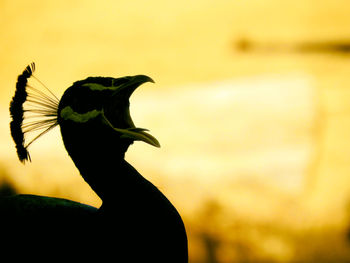 Close-up of a bird flying against sunset sky