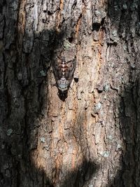 Full frame shot of tree trunk