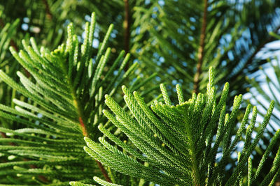 Close-up of fern leaves