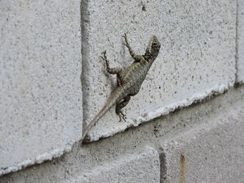 Close-up of lizard