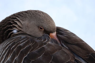 Close-up of bird