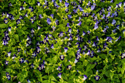 Full frame shot of purple flowering plants