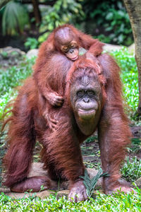 Portrait of a monkey