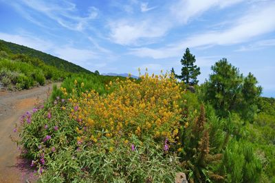 Scenic view of flowering plants on land against sky