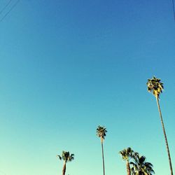 Low angle view of coconut palm trees against clear sky